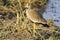 African wattled lapwing (plover) (Vanellus senegallus)
