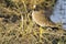 African wattled lapwing (plover) (Vanellus senegallus)