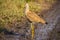 The African Wattled Lapwing or Senegal Plover  Vanellus senegallus, Lake Mburo National Park, Uganda.