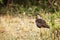 The African wattled lapwing or Senegal wattled plover Vanellus senegallus in the bush on the river bank