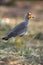 The African wattled lapwing or Senegal wattled plover Vanellus senegallus in the bush. A small African water bird with a red