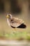 The African wattled lapwing or Senegal wattled plover Vanellus senegallus in the bush. A small African water bird with a red