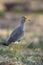 The African wattled lapwing or Senegal wattled plover Vanellus senegallus in the bush. A small African water bird with a red