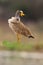 The African wattled lapwing or Senegal wattled plover Vanellus senegallus at the dam with braun background