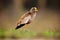 African wattled lapwing or Senegal wattled plover Vanellus senegallus at the dam with colorful background