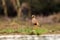 The African wattled lapwing or Senegal wattled plover Vanellus senegallus at the dam with colorful background