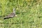 African Wattled Lapwing Senegal wattled plover walking on grass in Murchison National Park, Uganda, Africa