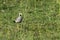 African Wattled Lapwing Senegal wattled plover walking on grass in Murchison National Park, Uganda, Africa