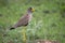 African wattled lapwing (Vanellus senegallus)