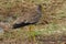 African wattled lapwing Vanellus senegallus Senegal wattled plover Charadriidae Portrait