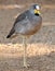 African wattled plover