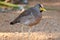 African wattled plover