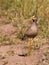 The African Wattled Plover