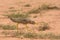 African Wattled Plover crouching