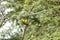 An African weaver with a blade of grass