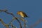 African weaver, Kenya, Africa