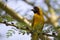 An African weaver perched on an acacia tree branch