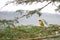 An African weaver perched on a tree branch