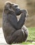 African western lowlands gorilla male juvenile 2