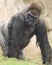 African western lowlands gorilla silverback