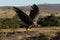 African white-backed vulture coming in to land