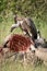 African white-backed vulture feed on buffalo kill