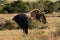 African white-backed vulture flies over long grass