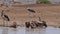 African white-backed vulture, gyps africanus, Group standing in Water, having Bath, Marabou Stork, Leptoptilos crumeniferus , walk