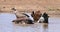African white-backed vulture, gyps africanus, Group standing in Water, having Bath, Nairobi Park in Kenya