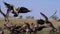 African White Backed Vulture, gyps africanus, Ruppell`s Vulture, gyps rueppelli, Black-backed jackal , canis mesomelas, spotted H