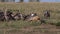 African White Backed Vulture, gyps africanus, Ruppell`s Vulture, gyps rueppelli, Black-backed jackal , Group eating on Carcass, M