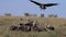 African White Backed Vulture, gyps africanus, Ruppell`s Vulture, gyps rueppelli, Black-backed jackal, Group eating on Carcass, Ma
