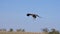 African White Backed Vulture, gyps africanus, Ruppell`s Vulture, gyps rueppelli, Lappet-faced vulture or Nubian vulture in flight