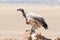 African white-backed vulture perched on termite mound