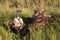 African white-backed vulture perches by animal carcase