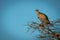 African white-backed vulture perching in golden light