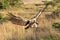 African white-backed vulture spreads wings to land