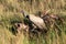 African white-backed vulture stands on buffalo carcase