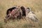 African white-backed vulture stands by buffalo carcase