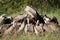 African white-backed vultures feed on buffalo carcase