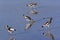 African White-Crowned Lapwing - Botswana