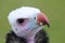 African white headed vulture.