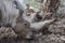 African white rhino horn detail