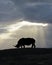 African White Rhino Silhouette