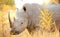 African White Rhino in a South African Game Reserve