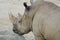 African White Rhinoceros Head Closeup