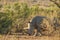 African white rhinoceros, kruger park
