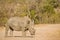 African white rhinoceros, kruger park