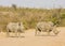 African white rhinoceros, kruger park