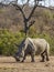 African white rhinoceros, kruger park